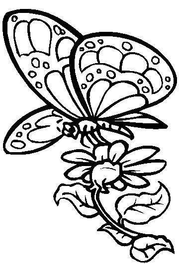 Butterfly Pages Coloring 7