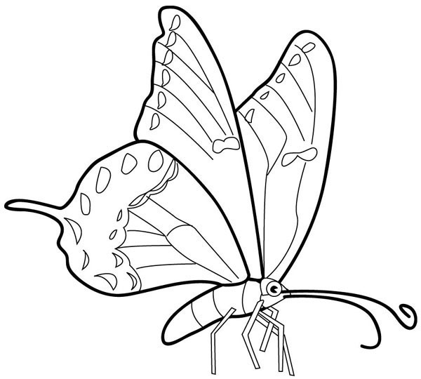 Butterfly Pages Coloring 9